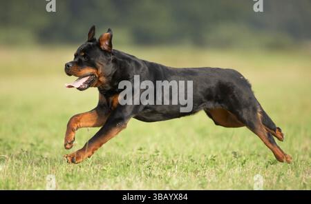 Rottweiler. Cane adulto che corre in un prato. Germania Foto Stock