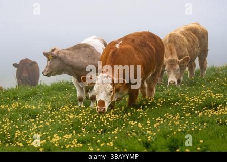 Una piccola mandria di bovini pascolano pacificamente in un campo di erba verde lussureggiante punteggiato da numerosi piccoli fiori gialli in una giornata morbida, nebbiosa e nebbiosa. Foto Stock