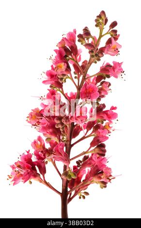 Fiori rossi di castagno isolati su sfondo bianco Foto Stock