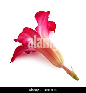 Fiore di rosa del deserto isolato su bianco Foto Stock