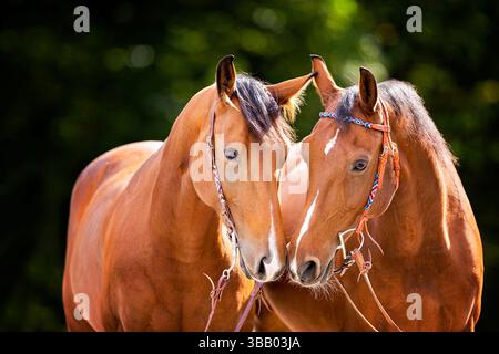 Wuerttemberg Warmblood. Due adulti della baia testa a testa. Germania Foto Stock