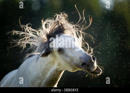 Lusitano. Stallone grigio che scuote la testa. Germania Foto Stock
