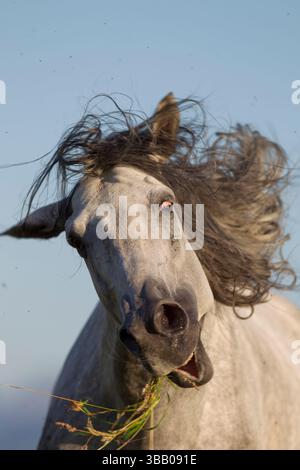 Lusitano. Stallone grigio che scuote la testa. Germania Foto Stock