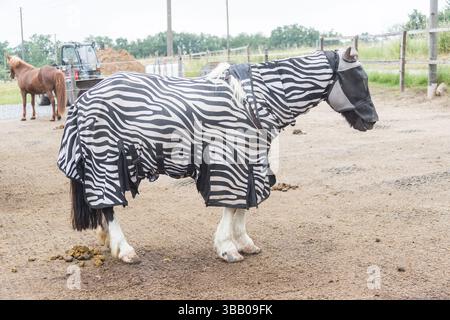 Cavallo adulto con tappeto e maschera mosca in piedi in un paddock. Germania Foto Stock