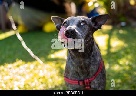 blue heeler con espressione comica Foto Stock