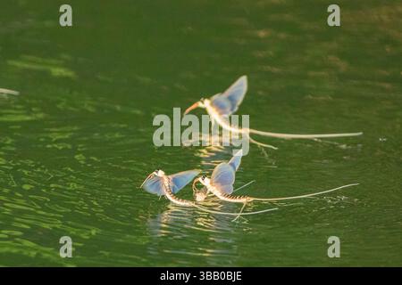 Tisza Mayfly (Palingenia longicauda). Uomini in volo, fiume Tisza, Ungheria Foto Stock