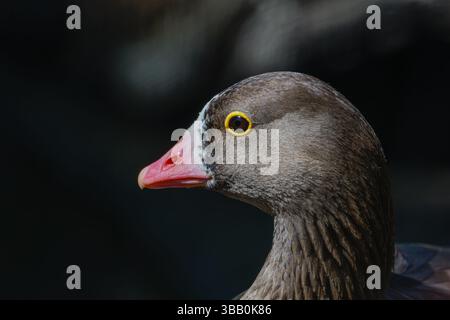 Un'oca dalla facciata bianca, Kiljuhanhi, Anser erythropus. Immagini in primo piano ad altissima risoluzione con sfondo nero Foto Stock