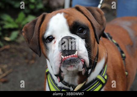 Cane del pugile Foto Stock