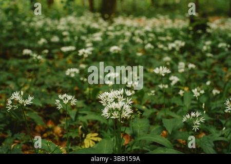 Rime bianche in fiore o aglio selvatico in una foresta. Angolazione bassa, primo piano, nessuna gente Foto Stock