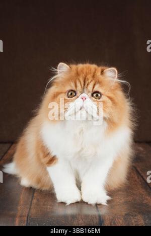 Ritratto di un gatto persiano soffice su sfondo scuro. Colore: rosso e bianco. Foto Stock