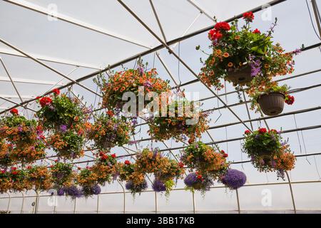 Serra commerciale con telaio in acciaio con petunie arancioni e Pelargonium rosso - gerani coltivati in cesti sospesi per la vendita ai distributori e a. Foto Stock