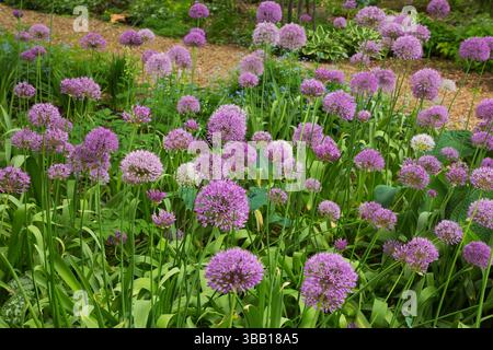 Allium 'Beau Regard' - Cipolla al confine in primavera, Centre de la Nature Public Garden, Laval, Quebec, Canada. Foto Stock