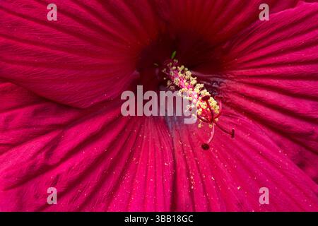 Primo piano estremo di stigmi e stami su Hibiscus 'Fireball' - fiore di Malva rosa in estate. Foto Stock