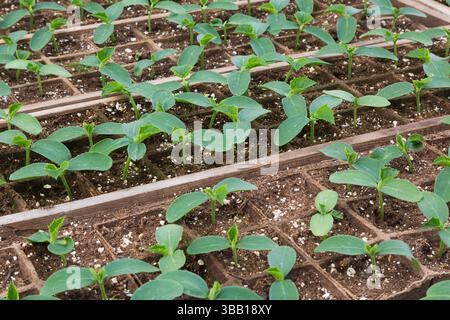 Primo piano di Cucumis sativus - le piante di cetriolo vengono coltivate in contenitori di torba all'interno di una serra in primavera. Foto Stock