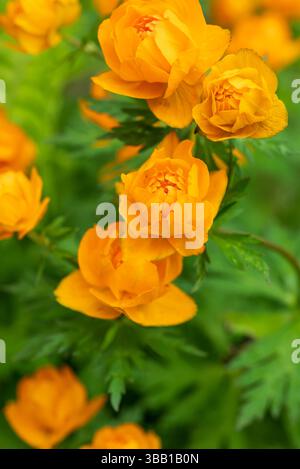 Il globeflower asiatico Trollius asiaticus, una delicata danza di texture e colore, offre un vibrante spruzzo di ottimismo, ideale per temi primaverili, inviti, Foto Stock