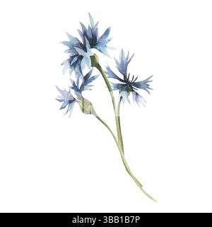 Mazzo di fiori di mais illustrazione ad acquerello con fiori blu. Campo disegnato a mano falesia di fiori selvatici , pittura floreale con elementi in fiore petali per Foto Stock