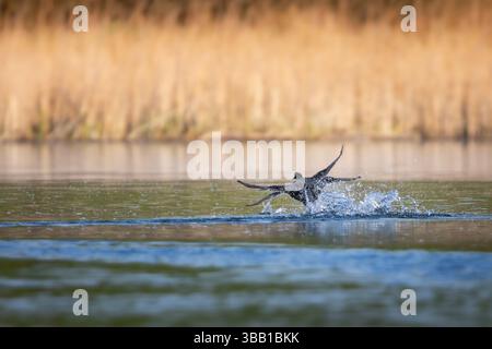 Un uccello d'acqua selvatico, probabilmente un'anatra subacquea come un'anatra tufted (Aythya fuligula), catturata a metà del decollo mentre spruzza su una tranquilla superficie del lago. Canne Foto Stock