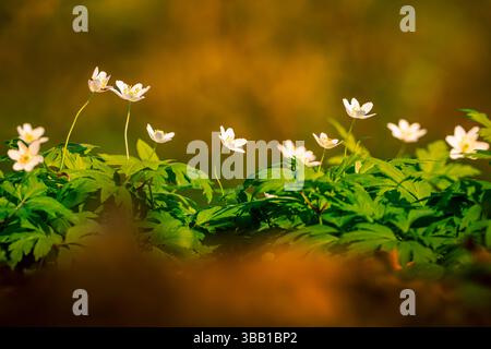 Anemoni di legno (Anemone nemorosa) che fioriscono nel lussureggiante pavimento verde della foresta, delicatamente illuminati dalla calda luce del sole. I fiori bianchi contrastano splendidamente con il Foto Stock
