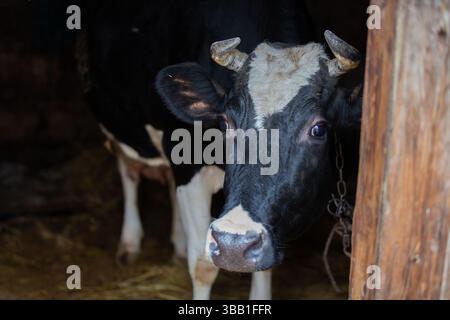 Una mucca con le corna sta in piedi in un fienile. La mucca ha una macchia bianca sulla faccia Foto Stock
