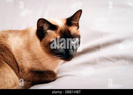 Primo piano di un gatto siamese con occhi blu adagiati su un tessuto morbido. Foto Stock