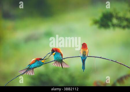 Mangiatore di api europeo (Merops apiaster) in habitat naturale, uccelli arroccati su un ramo d'albero nella foresta Foto Stock