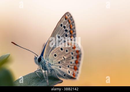 Primo piano Fotografia macro di una piccola farfalla bellezza naturale catturata da vicino Foto Stock