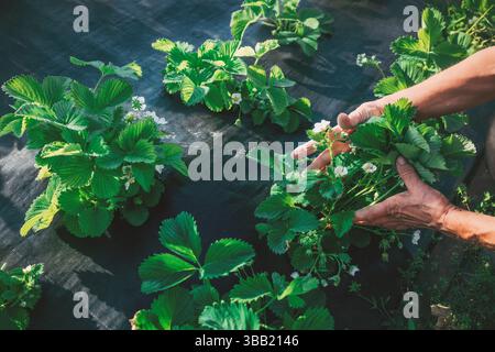 Le mani dei contadini si prendono cura delle piante di fragole in fiore con i fiori in un giardino agricolo e la luce del sole Foto Stock