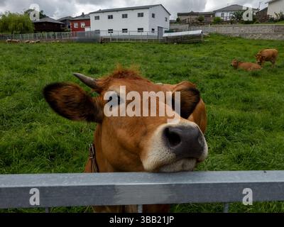 Mucca Jersey (bos taurus) che poggia la testa su una recinzione metallica mentre pascolano in un lussureggiante pascolo verde, con altre mucche che si rilassano sullo sfondo Foto Stock