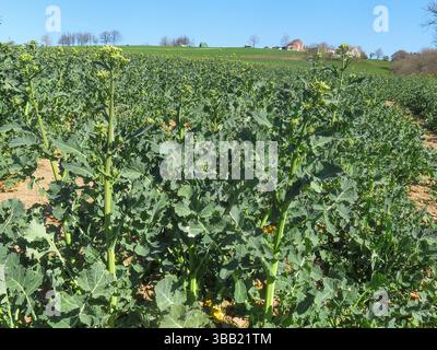 Lussemburgo, zona Eiffel, terreni agricoli su cui sono coltivati broccoli invernali o broccoli di germoglio. Foto Stock