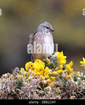 Una tigna comune femminile (Linaria cannabina). Foto Stock