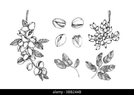 Set di pistacchio con noci, rami e foglie. Illustrazioni vettoriali in bianco e nero Illustrazione Vettoriale