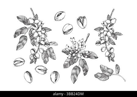 Set di pistacchio con noci, rami e foglie. Illustrazioni vettoriali in bianco e nero Illustrazione Vettoriale