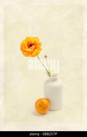 ranuncolo arancione in vaso bianco con un semplice pelapatate di arancia Foto Stock