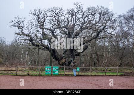 Grande antica quercia maggiore con rami estesi nell'area boschiva chiusa della Foresta di Sherwood Foto Stock