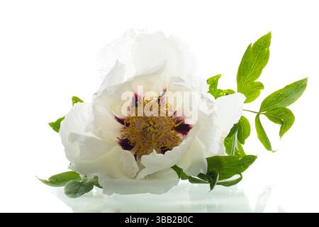 testa di peonia bianca di fiori isolata su sfondo bianco. Foto Stock