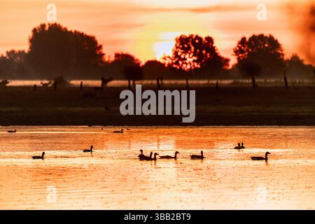 Riserva naturale di Bislicher Insel vicino all'alba, pianura alluvionale sul Vecchio Reno, rifugio per molte specie animali Foto Stock