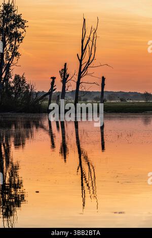 Riserva naturale di Bislicher Insel vicino all'alba, pianura alluvionale sul Vecchio Reno, rifugio per molte specie animali Foto Stock
