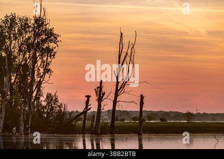 Riserva naturale di Bislicher Insel vicino all'alba, pianura alluvionale sul Vecchio Reno, rifugio per molte specie animali Foto Stock
