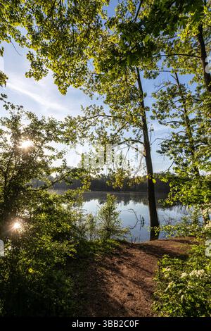 Paesaggio pianeggiante alluvionale nella riserva naturale di Bislicher Insel Foto Stock