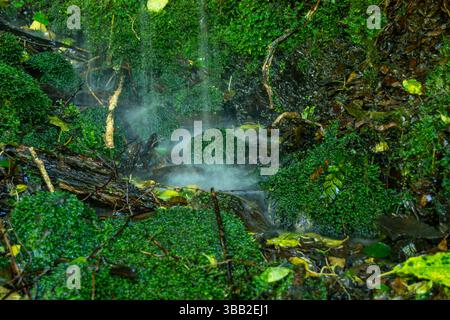Una tranquilla foresta caratterizzata da un piccolo ruscello che scorre attraverso lussureggianti muschi verdi e fogliame. La nebbia sorge dall'acqua, creando un'atmosfera tranquilla. Foto Stock