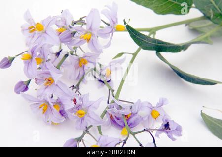 Woody Nightshade (Solanum Dulcamara) in Flower nella stessa famiglia di Deadly Nightshade (Belladonna), ma non come tossico Foto Stock