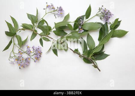 Woody Nightshade (Solanum Dulcamara) in Flower nella stessa famiglia di Deadly Nightshade (Belladonna), ma non come tossico Foto Stock