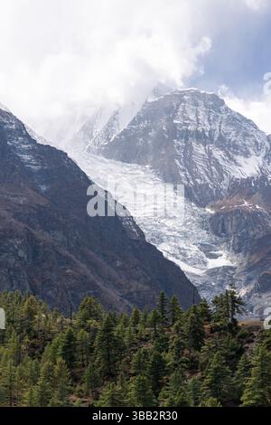 Ghiacciaio Gangapurna sopra la foresta di conifere vicino al villaggio di Manang sul circuito dell'Annapurna, Nepal. Le cime innevate dell'Himalaya si innalzano tra le nuvole Foto Stock