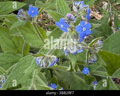 Alkanet verde Foto Stock
