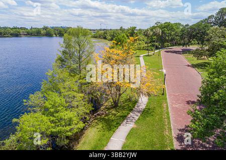 Orlando Florida, Lake Ivanhoe Park, vista aerea dall'alto, Tabebuia chrysotricha, albero di tromba dorata, albero di tromba giallo, Tabebuia tre fiorita Foto Stock
