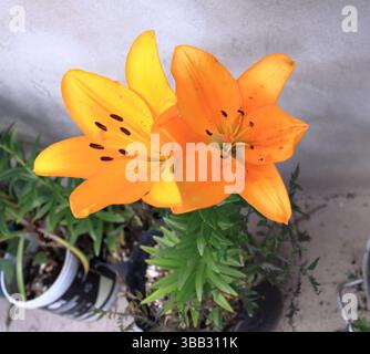 Un de las hermosas flores de las Montañas Colombianas Foto Stock