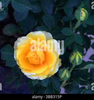 Una de las hermosas flores de Pueblo Viejo en Veracruz Foto Stock
