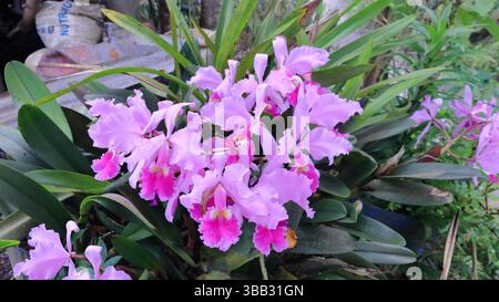 Una de las hermosas orquídeas de las Montañas Colombianas Foto Stock