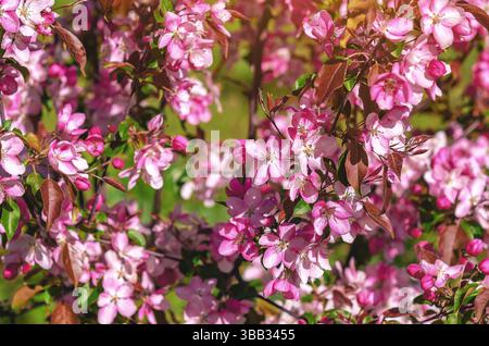 La mela rosa fiorisce in diverse fasi di apertura. Fioritura completa e boccioli di meli. Immagine del tenero di primavera Foto Stock