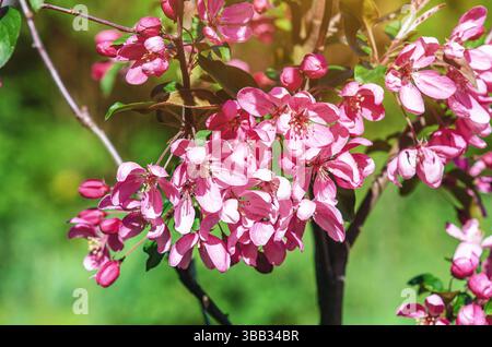 La mela rosa fiorisce in diverse fasi di apertura. Fioritura completa e boccioli di meli. Immagine del tenero di primavera Foto Stock